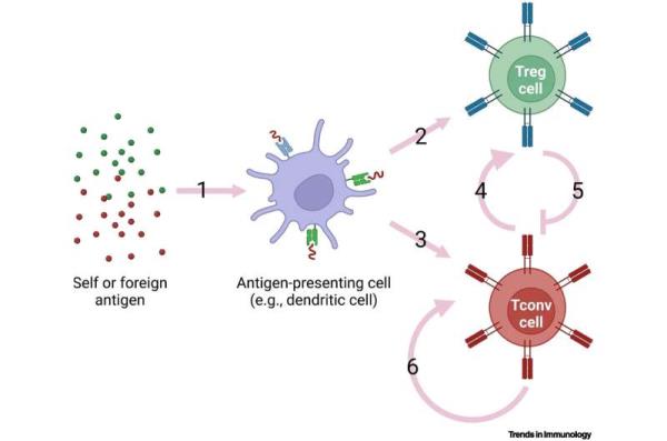免疫系统区分自身抗原和非自身抗原的复杂机制