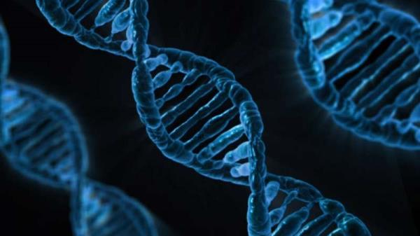 新的基因治疗模式为x连锁铁母细胞性贫血的治疗带来希望