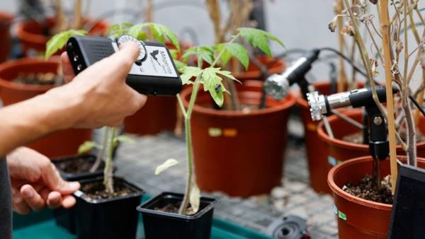 以色列研究发现植物交流时昆虫会倾听