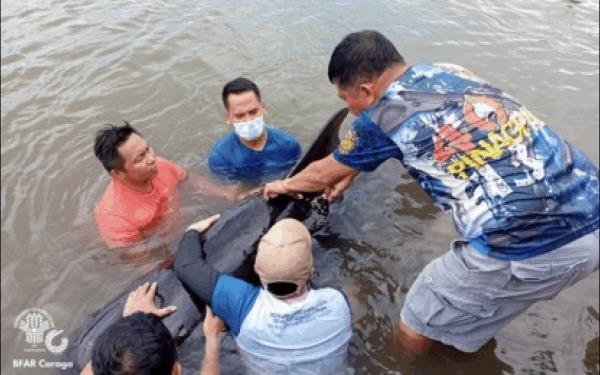 阿古桑德尔诺特搁浅鲸鱼获救