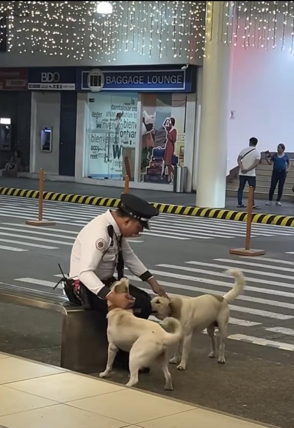 暖心！商场保安与两只流浪狗的温情邂逅，感动全网