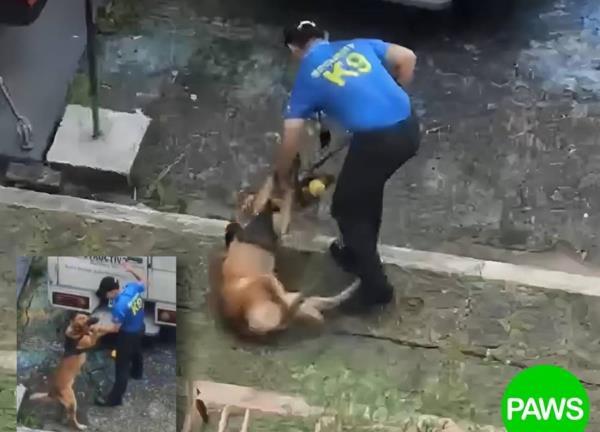 【全网震怒！训犬员严重失职遭开除，虐待动物引众怒】