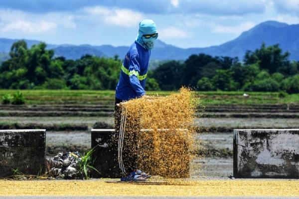 政府出手！提高稻谷收购价，力挺内格罗斯稻农，保障粮食安全