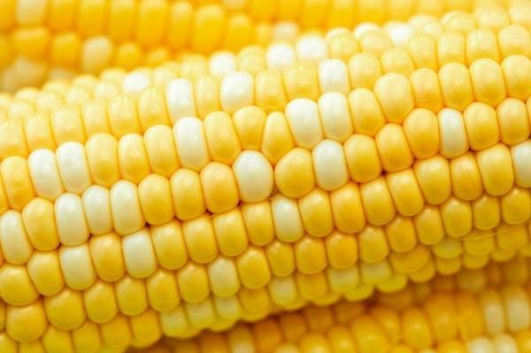 为什么玉米棒子的排数总是偶数？这个秘密99%的人都不知道！  第1张