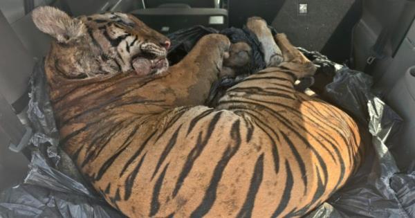 【震惊！马来虎惨遭毒手，WWF怒斥：必须严惩三名凶徒！】